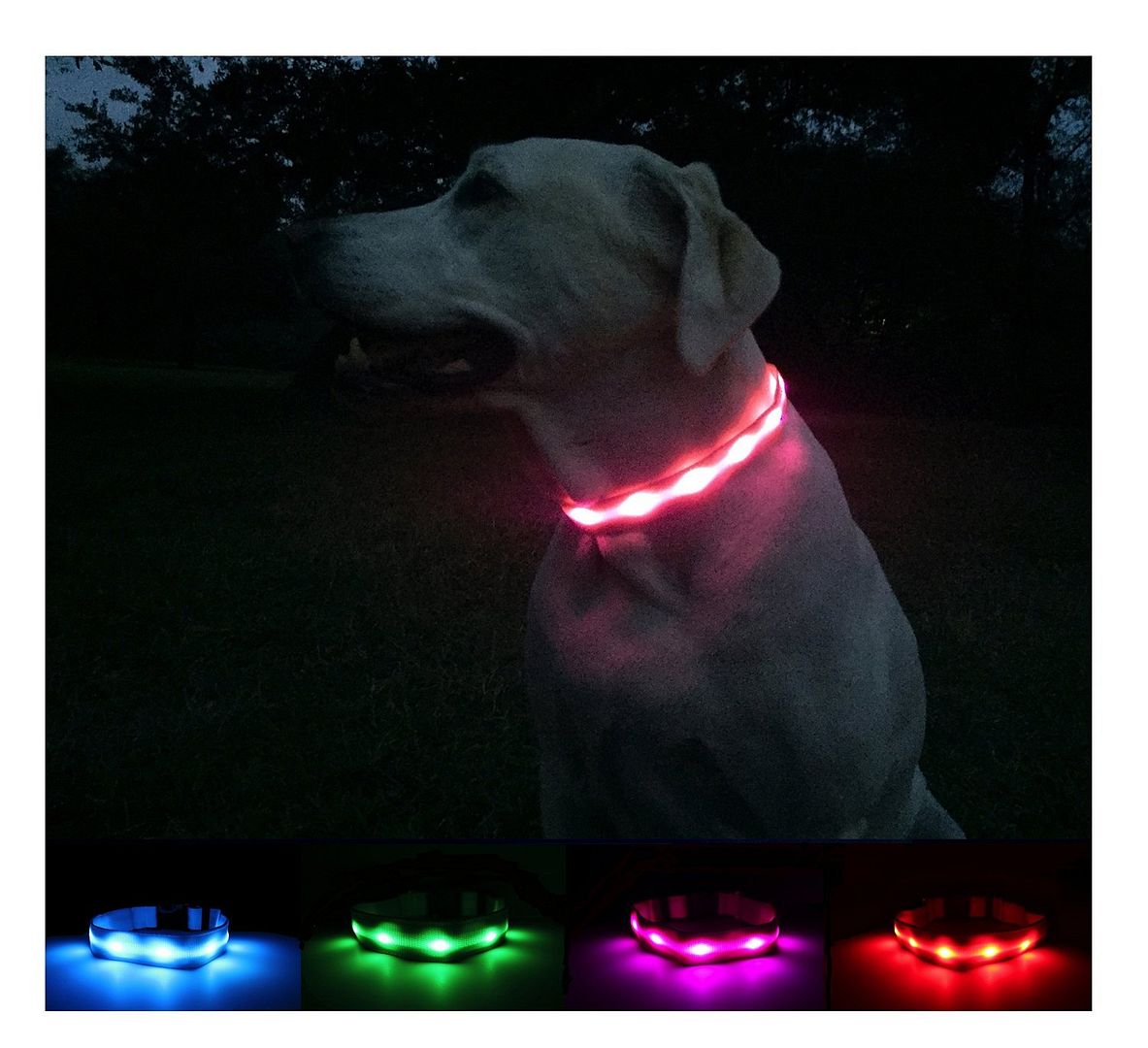 Best Large Breed Collars for Your Dog